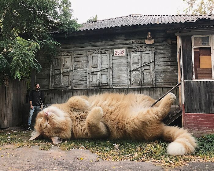 This Artist Keeps Turning Everyday Life Into A World Of Giant Cats, And The Results Are Both Surreal And Hilarious (26 New Pics)