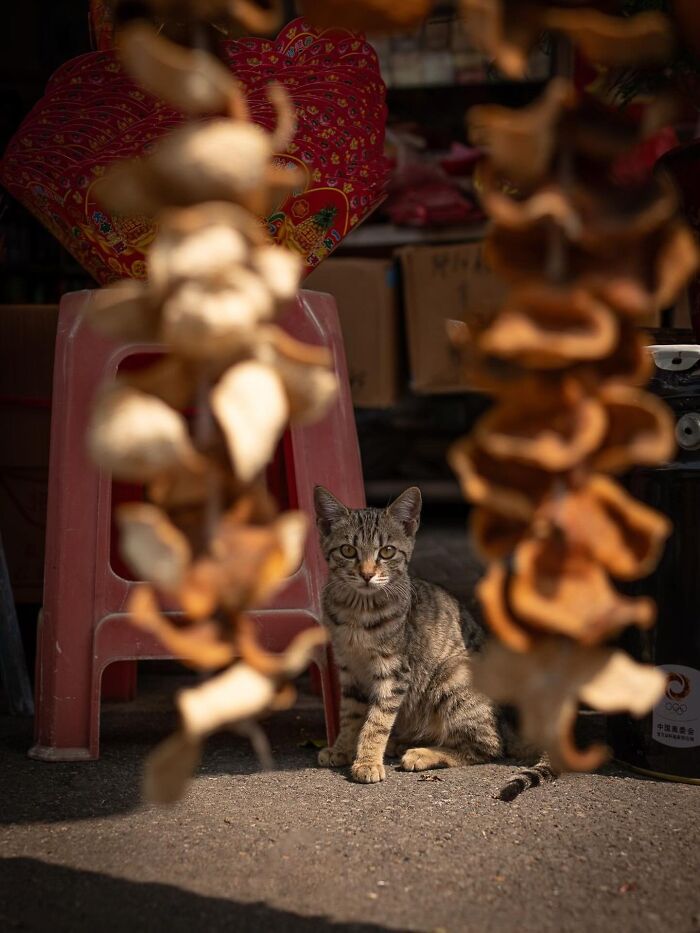 Street Cats Around The World Blend Perfectly Into City Life In Marcel Heijnen’s Photos (41 New Pics)