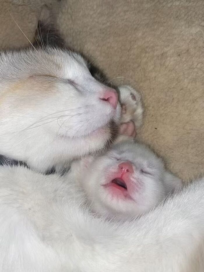 A Page With Over 7 Million Followers Is Sharing The Funniest And Most Relatable Cat Moments Online (40 Pics)