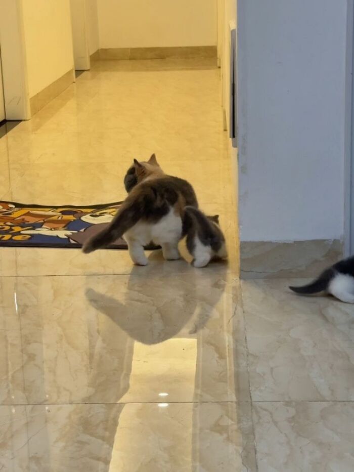 A Page With Over 7 Million Followers Is Sharing The Funniest And Most Relatable Cat Moments Online (40 Pics)