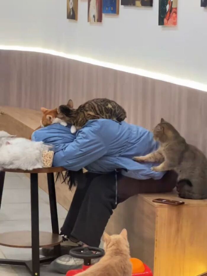 A Page With Over 7 Million Followers Is Sharing The Funniest And Most Relatable Cat Moments Online (40 Pics)