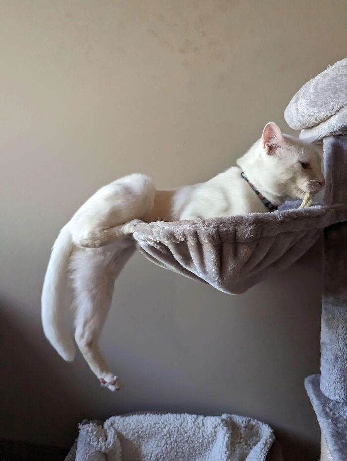 Funny pets: A white cat stretches unusually long across a cat tree hammock, chewing on a toy.