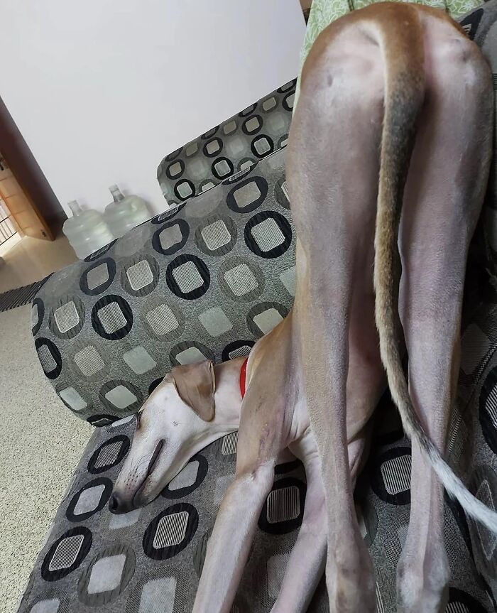 Funny pets image: A light-colored dog, likely a Saluki, sprawled oddly on a patterned sofa, missing the memo on normal sitting.