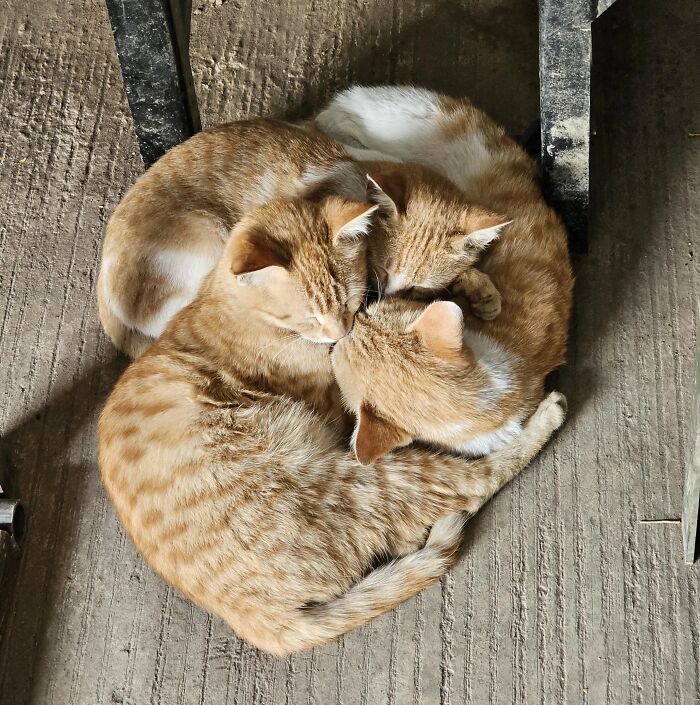 Three funny pets, ginger cats curled up sleeping in a tight cuddle, exemplifying unusual ways pets exist normally.