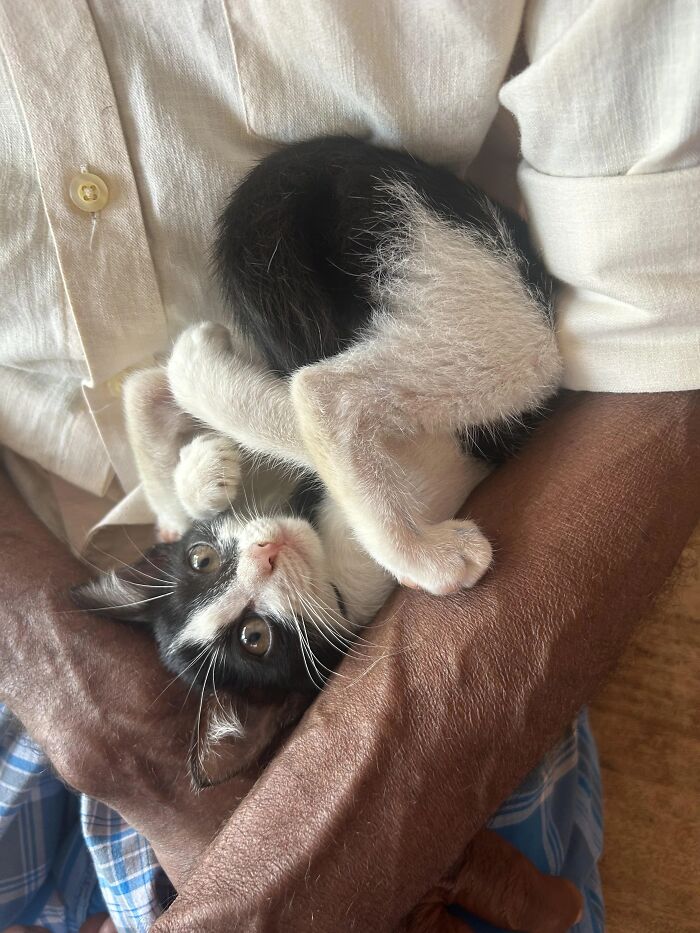 A funny pet, a black and white kitten, upside down in a person's arms, looking playfully at the camera.