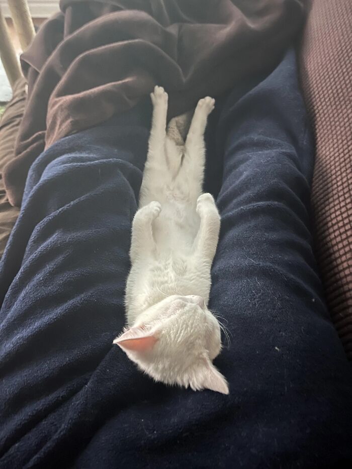 White funny pet cat sleeping upside down on a dark blue blanket, showcasing an unusual and normal way to exist.