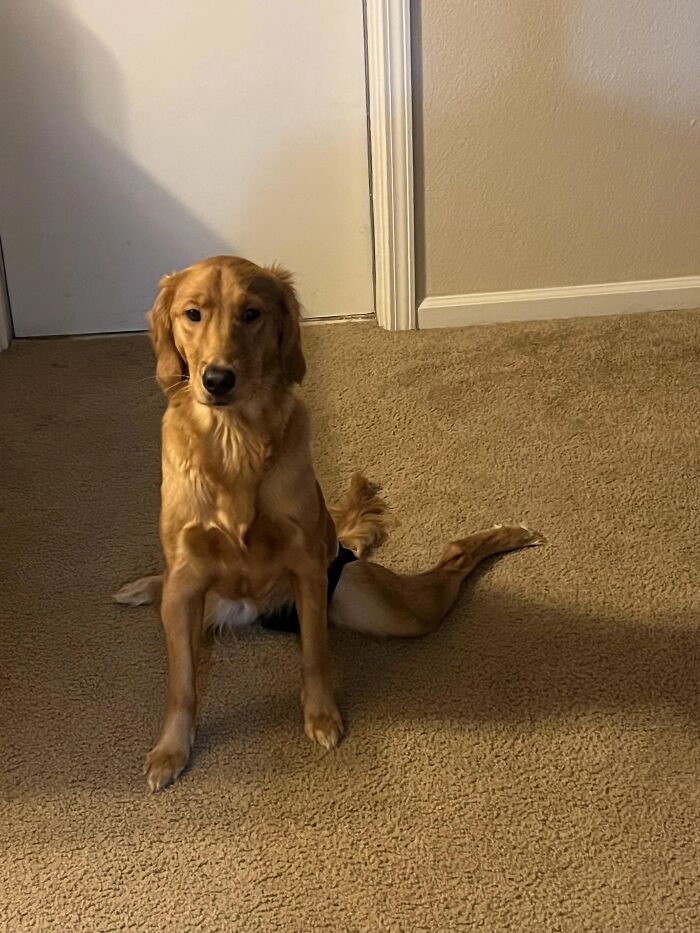 A funny golden retriever pet sitting awkwardly on the carpet, with one back leg splayed out, looking at the camera.