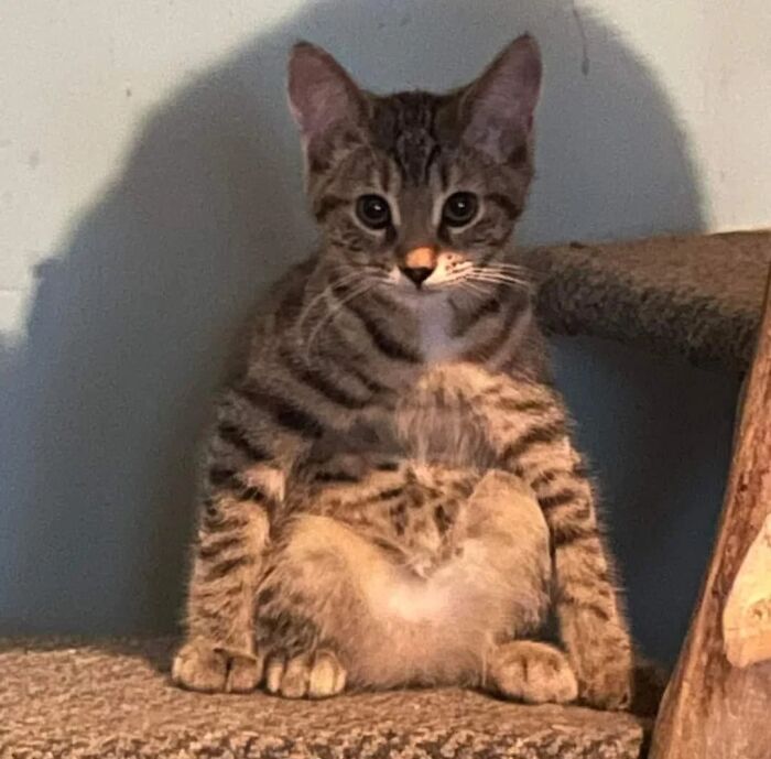 A funny pet, a tabby kitten, sitting upright like a human on a cat tree, showing off how to exist normally.