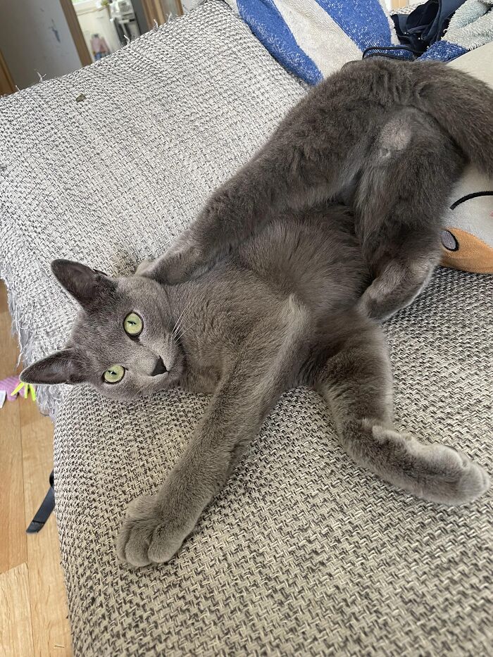 Funny pets, a gray cat sprawled unusually on a couch, looking at the camera with bright green eyes.