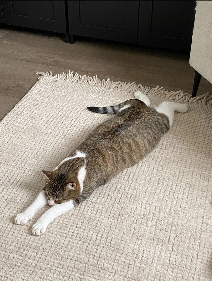 A funny pet, a tabby cat, stretches out flat on a cream rug, looking relaxed and comfortable.