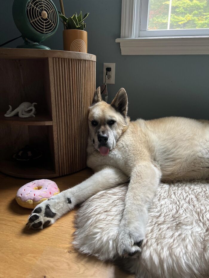 A large, tan dog, one of the funny pets, rests on a fuzzy rug with its tongue out. A pink donut toy is nearby.
