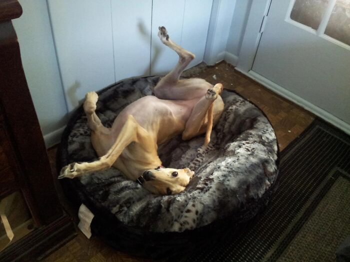 Funny pets often have unusual sleeping positions. This pet dog lies upside down in a dog bed, legs splayed, looking comical.