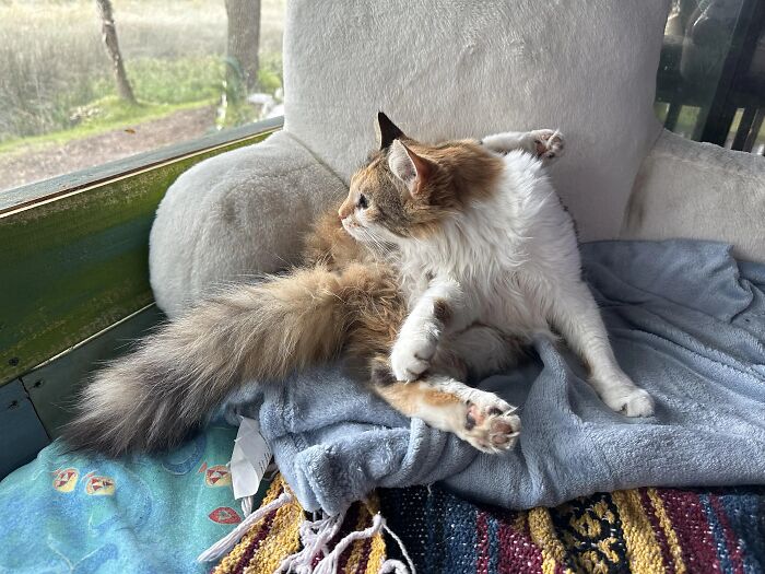 Funny pets: A cat in an unusual sitting position on a blanket, looking out the window, demonstrating a comical pose.