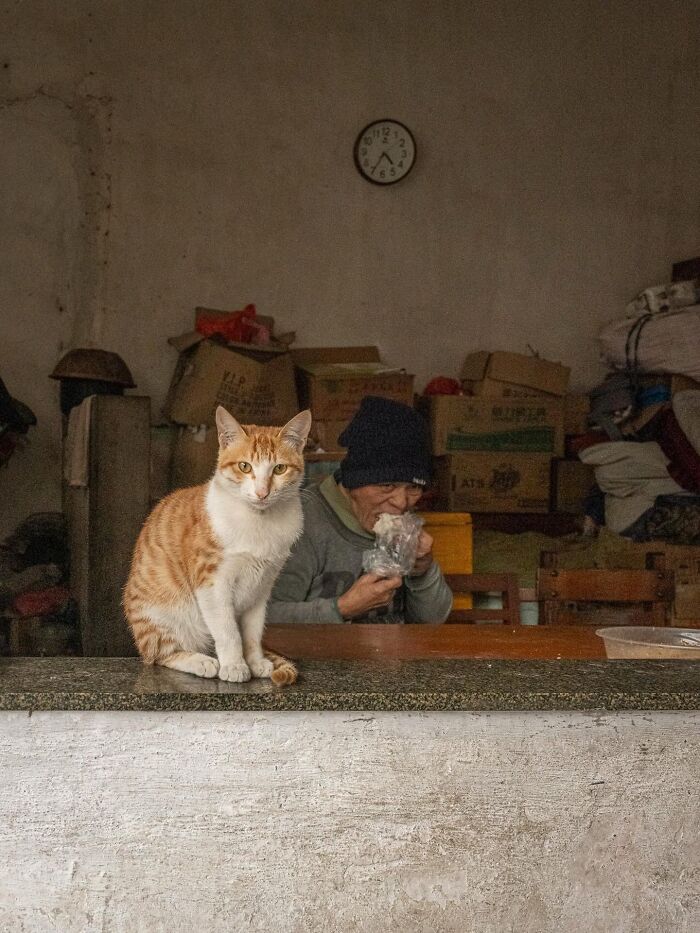 Street Cats Around The World Blend Perfectly Into City Life In Marcel Heijnen’s Photos (41 New Pics)