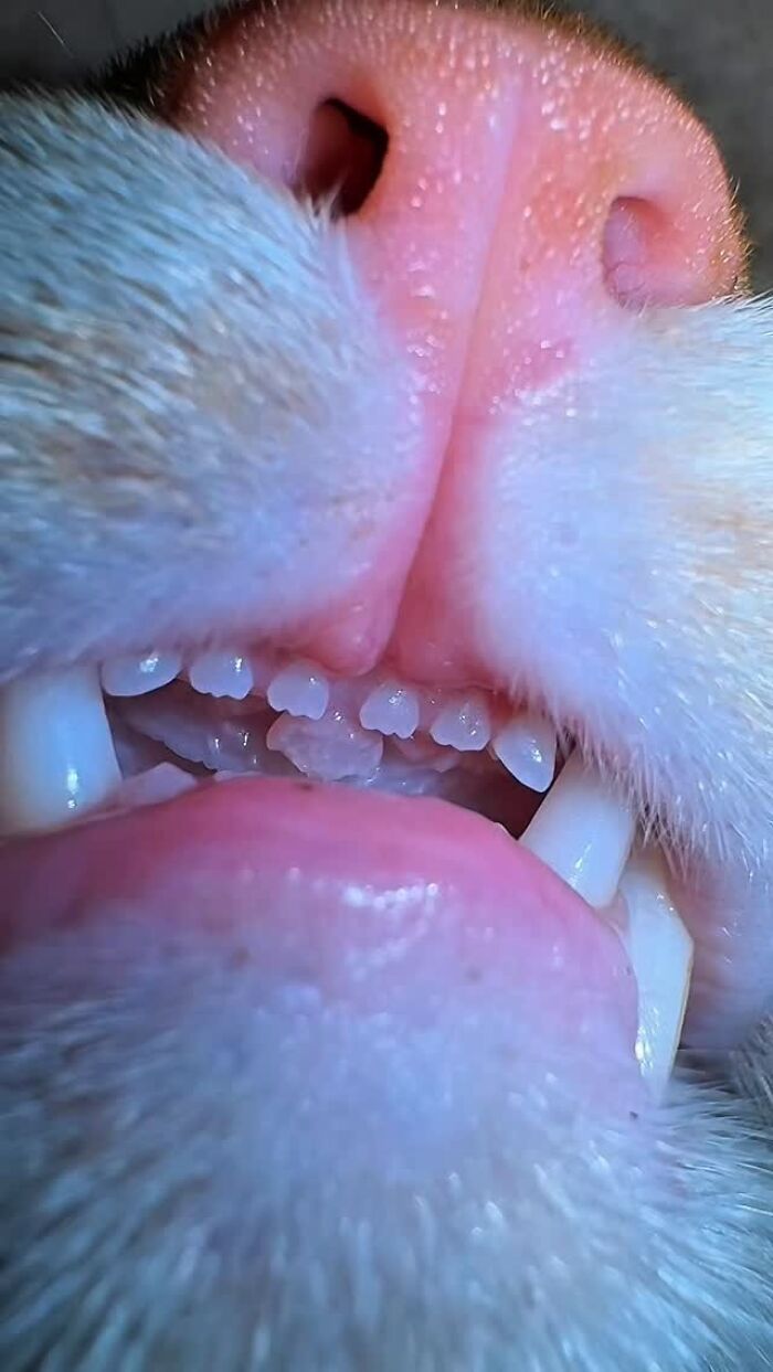 A Page With Over 7 Million Followers Is Sharing The Funniest And Most Relatable Cat Moments Online (40 Pics)