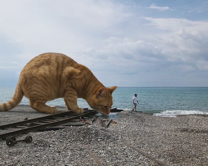 This Artist Keeps Turning Everyday Life Into A World Of Giant Cats, And The Results Are Both Surreal And Hilarious (26 New Pics)