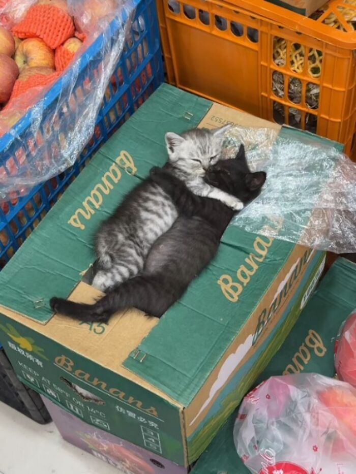 A Page With Over 7 Million Followers Is Sharing The Funniest And Most Relatable Cat Moments Online (40 Pics)