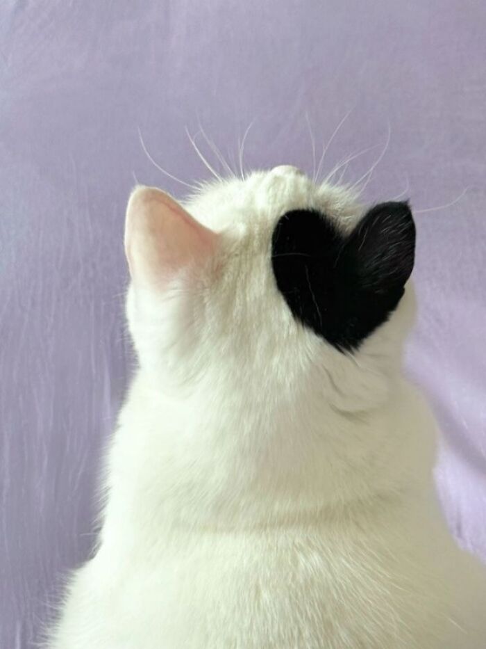 A Page With Over 7 Million Followers Is Sharing The Funniest And Most Relatable Cat Moments Online (40 Pics)