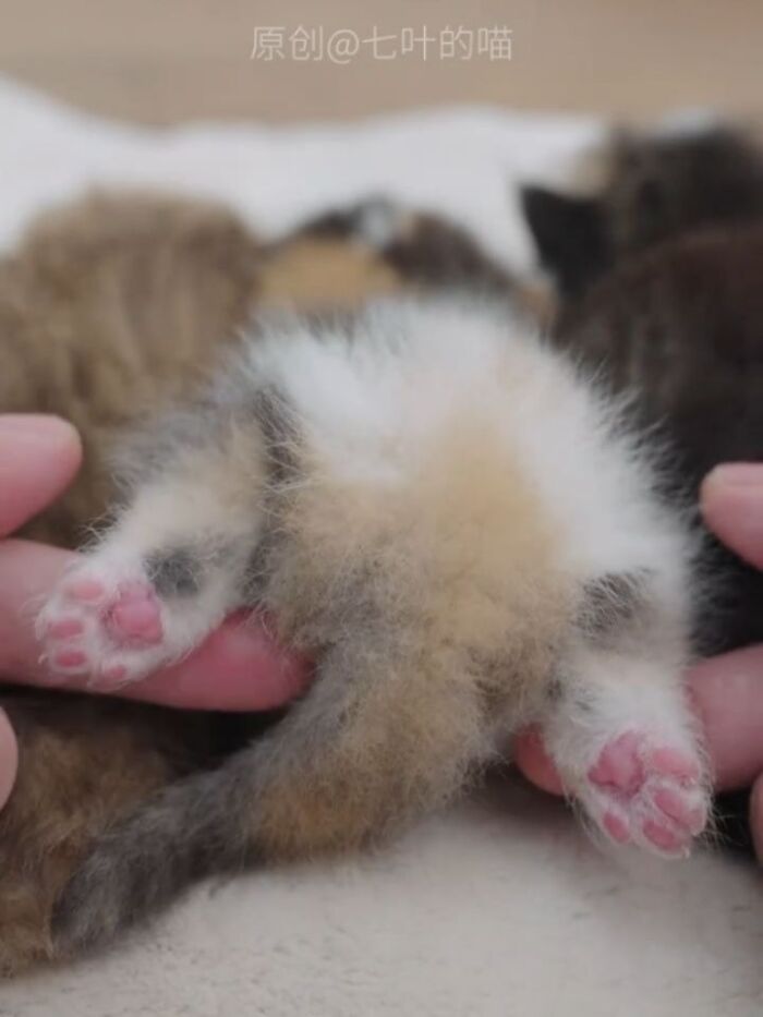 A Page With Over 7 Million Followers Is Sharing The Funniest And Most Relatable Cat Moments Online (40 Pics)