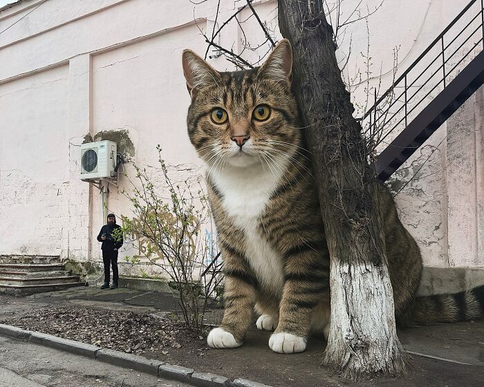 This Artist Keeps Turning Everyday Life Into A World Of Giant Cats, And The Results Are Both Surreal And Hilarious (26 New Pics)