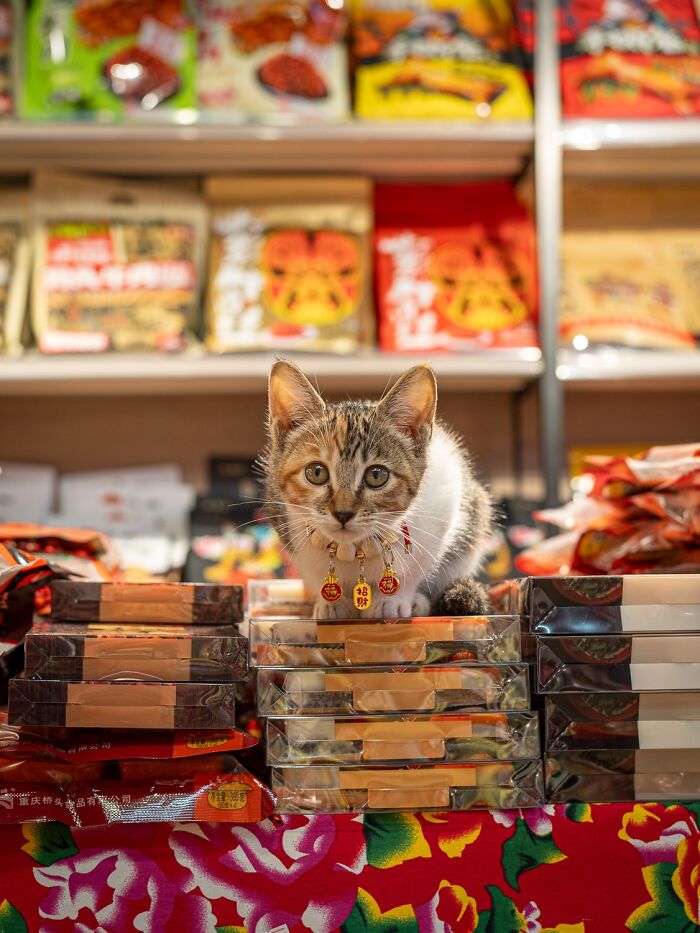 Street Cats Around The World Blend Perfectly Into City Life In Marcel Heijnen’s Photos (41 New Pics)