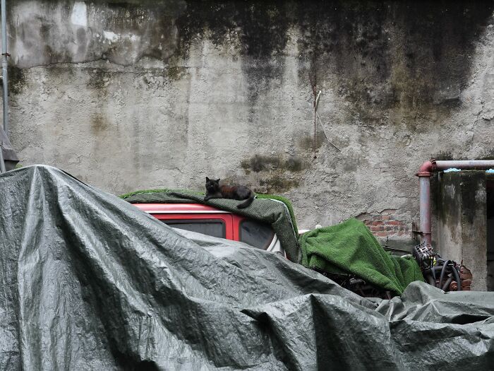 Street Cats Around The World Blend Perfectly Into City Life In Marcel Heijnen’s Photos (41 New Pics)