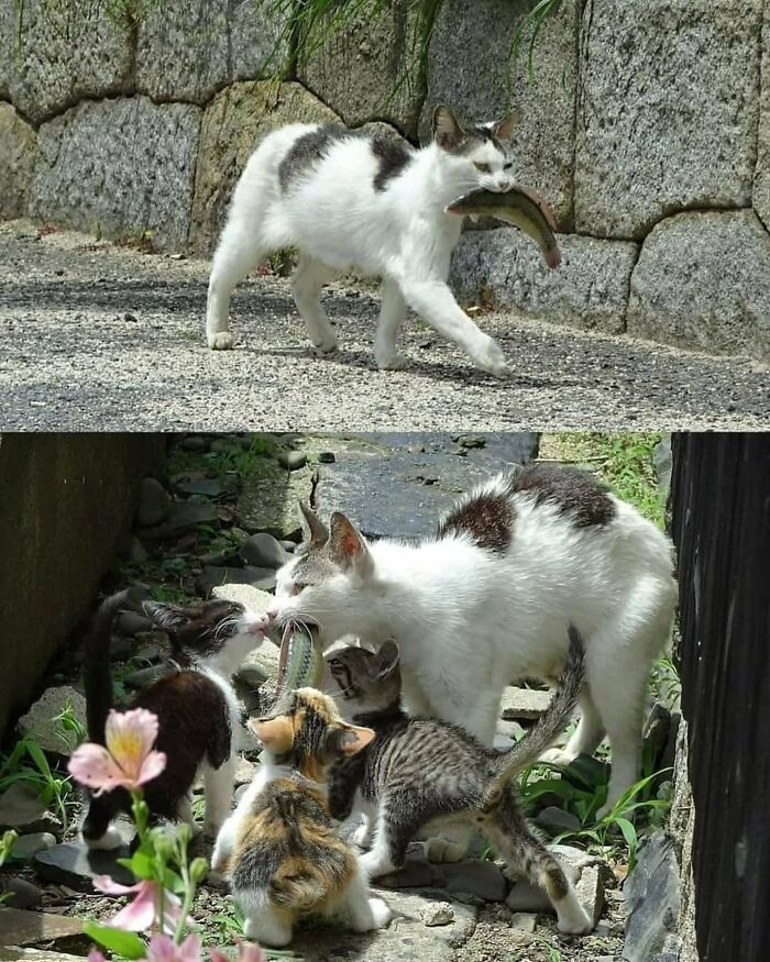 A Page With Over 7 Million Followers Is Sharing The Funniest And Most Relatable Cat Moments Online (40 Pics)