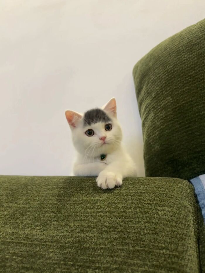 A Page With Over 7 Million Followers Is Sharing The Funniest And Most Relatable Cat Moments Online (40 Pics)