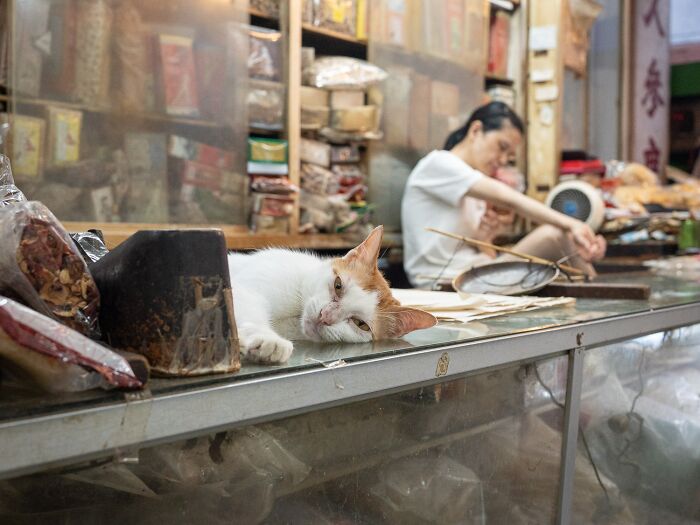 Street Cats Around The World Blend Perfectly Into City Life In Marcel Heijnen’s Photos (41 New Pics)