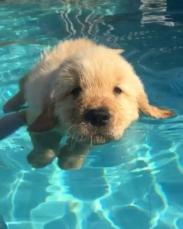 Wet golden retriever puppy with a solemn expression, swimming in clear blue pool water. Captures adorable pets in water.