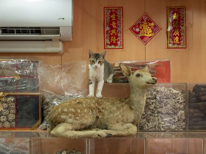 Street Cats Around The World Blend Perfectly Into City Life In Marcel Heijnen’s Photos (41 New Pics)