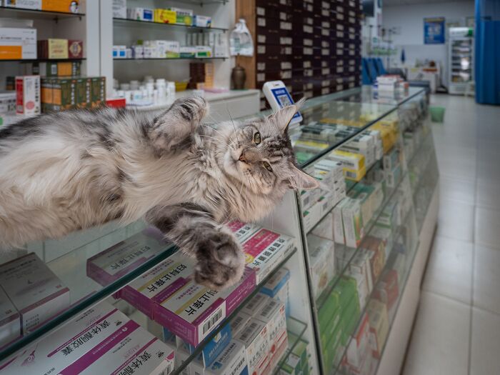 Street Cats Around The World Blend Perfectly Into City Life In Marcel Heijnen’s Photos (41 New Pics)