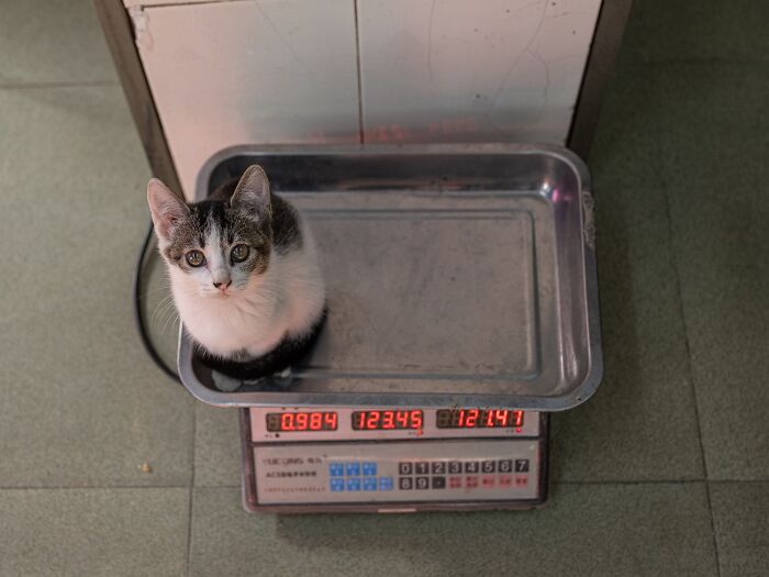 Street Cats Around The World Blend Perfectly Into City Life In Marcel Heijnen’s Photos (41 New Pics)