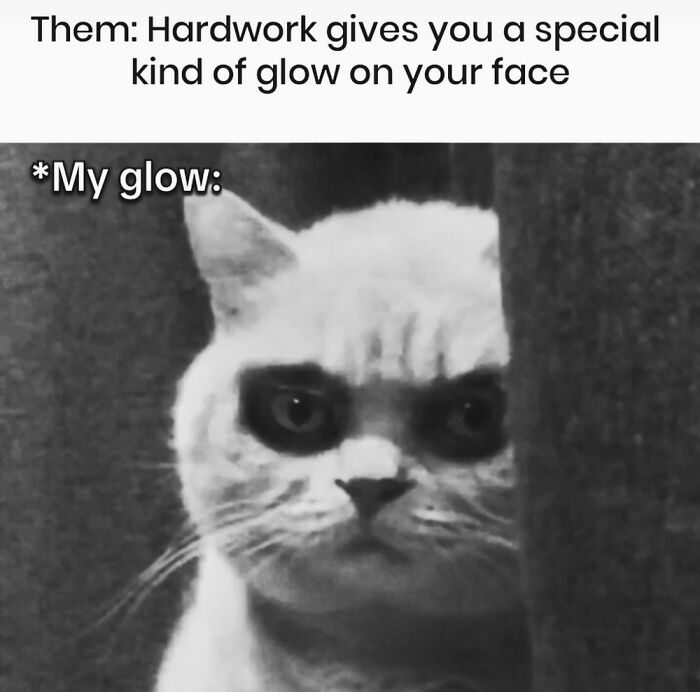 This Instagram Page With Over 4.8 Million Followers Is Delivering The Funniest Cat Memes On The Internet (25 Pics)