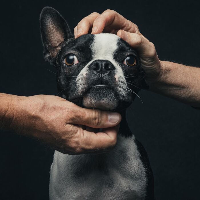 “Gotcha Day!” Captures Heartwarming Studio Portraits Of Rescue Dogs And Their Forever Humans (40 Pics) Interview