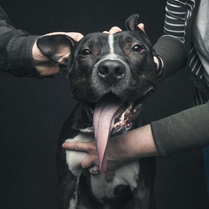 “Gotcha Day!” Captures Heartwarming Studio Portraits Of Rescue Dogs And Their Forever Humans (40 Pics) Interview