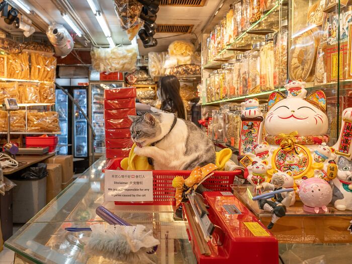 Street Cats Around The World Blend Perfectly Into City Life In Marcel Heijnen’s Photos (41 New Pics)