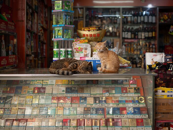 Street Cats Around The World Blend Perfectly Into City Life In Marcel Heijnen’s Photos (41 New Pics)
