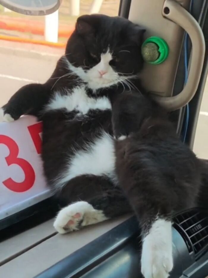 A Page With Over 7 Million Followers Is Sharing The Funniest And Most Relatable Cat Moments Online (40 Pics)