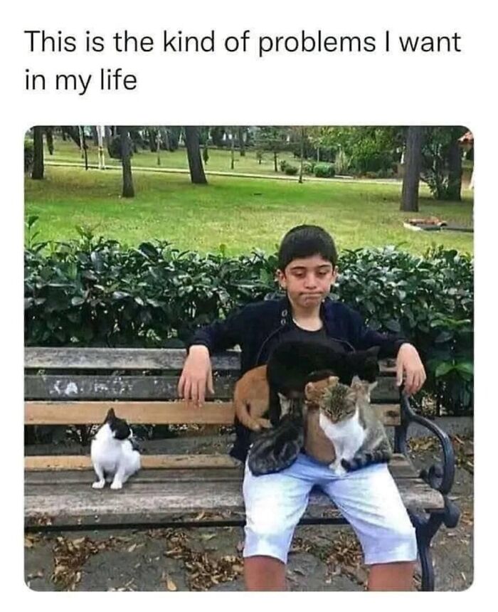 This Instagram Page With Over 4.8 Million Followers Is Delivering The Funniest Cat Memes On The Internet (25 Pics)