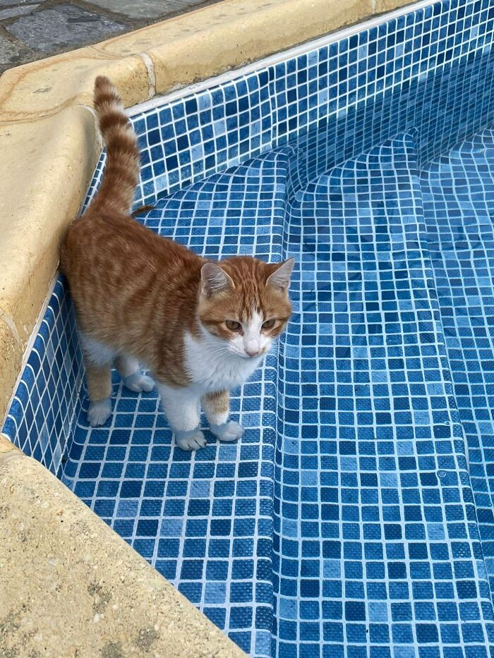 Wet-pawed ginger & white cat stands glumly on blue pool steps. A photo of pets in water, hinting at betrayal.