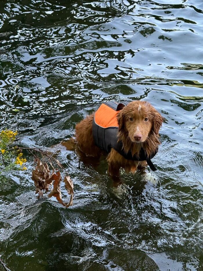 Wet brown dog in water, wearing an orange life vest, with a hilarious expression of betrayal. Pets in water.