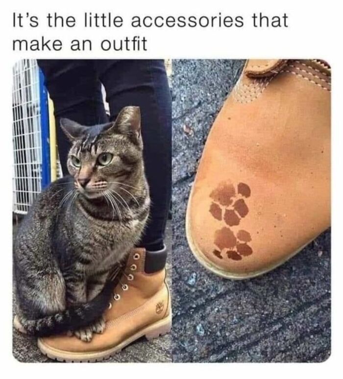 This Instagram Page With Over 4.8 Million Followers Is Delivering The Funniest Cat Memes On The Internet (25 Pics)