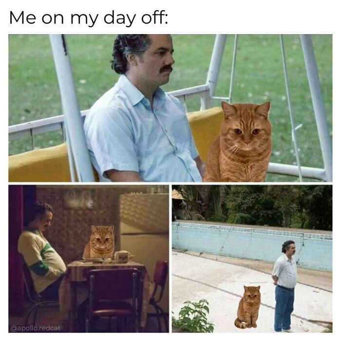 This Instagram Page With Over 4.8 Million Followers Is Delivering The Funniest Cat Memes On The Internet (25 Pics)