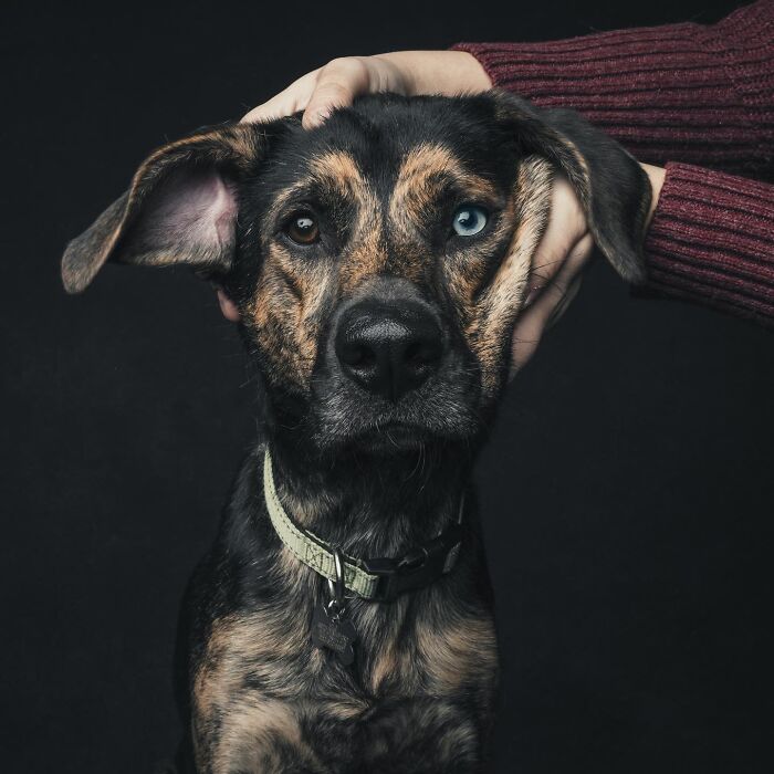 “Gotcha Day!” Captures Heartwarming Studio Portraits Of Rescue Dogs And Their Forever Humans (40 Pics) Interview