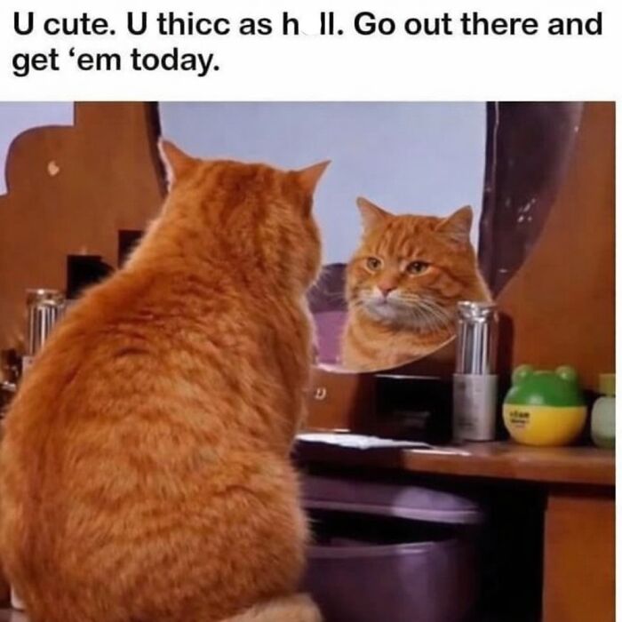 This Instagram Page With Over 4.8 Million Followers Is Delivering The Funniest Cat Memes On The Internet (25 Pics)