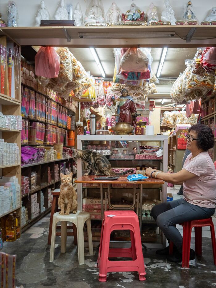 Street Cats Around The World Blend Perfectly Into City Life In Marcel Heijnen’s Photos (41 New Pics)