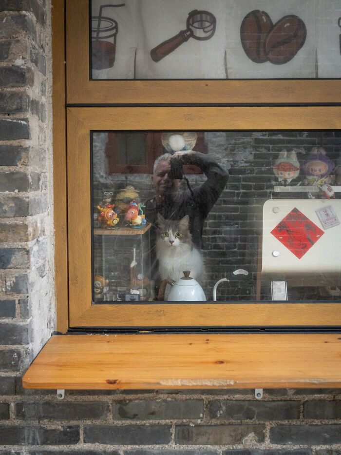 Street Cats Around The World Blend Perfectly Into City Life In Marcel Heijnen’s Photos (41 New Pics)