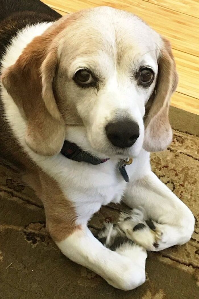 Funny pets: A close-up of a tricolor beagle with soulful eyes, lying on a patterned rug, looking up.