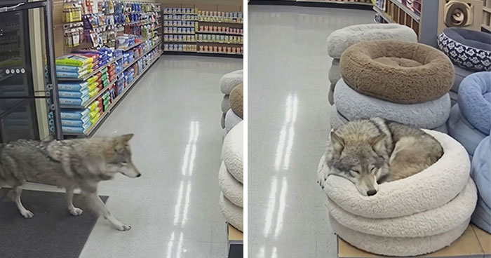 33 Hilarious Moments Caught On Camera, As Shared By “Important Animal Images” (New Pics)